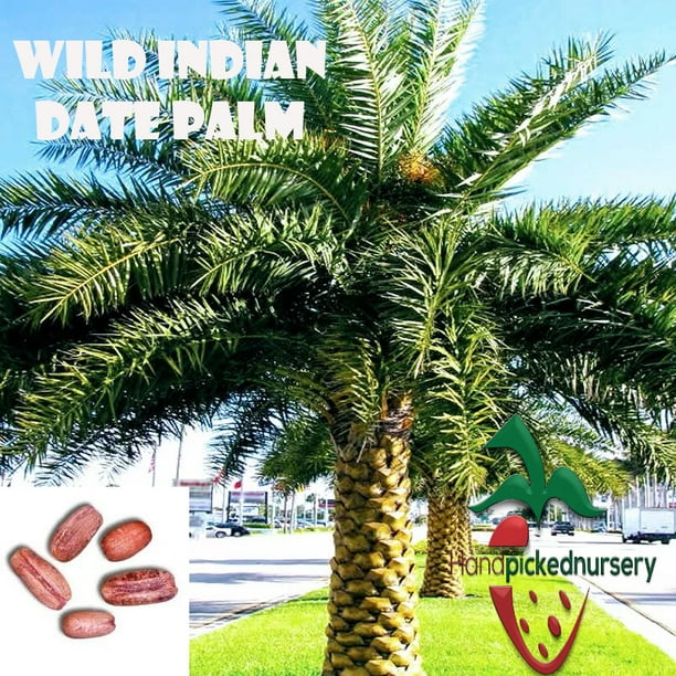 Phoenix sylvestrisIndia Date Palm5_Seeds Phoenix sylvestrisIndia Date Palm5_Seeds